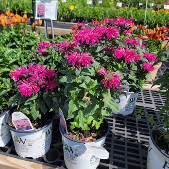 Petal and Pond - Nurseries & Gardening Near Me - Lawrenceville, Georgia