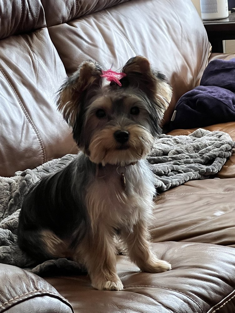 AUSSIE PET MOBILE ATX Updated October 2024 14 Photos & 13 Reviews