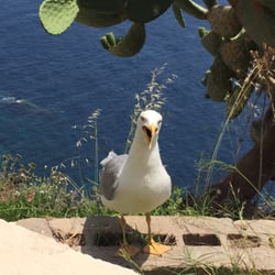 Restaurant les Terrasses d'Aragon - Une copine venue nous dire bonjour