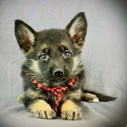 German shepherd Puppy
