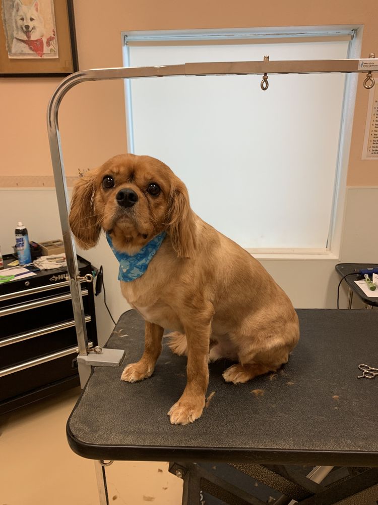 FRESH PAWS GROOMING Updated October 2024 85 Grove St, Geneva, New York Pet Groomers