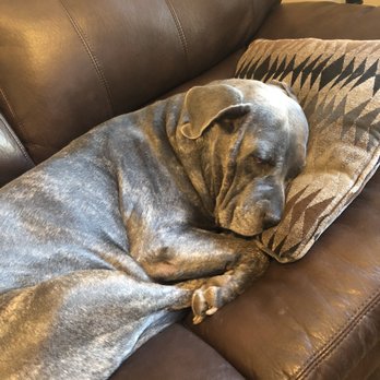 SoCal K9 Consulting - Our Inga, the Cane Corso dog - Pet Training Near Me SoCal K9 Consulting - Our Inga, the Cane Corso dog - Pet Training Near Me