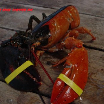 Atlantic Edge Lobster - a red lobster with a black shell - Seafood Markets Near Me - Boothbay Harbor, Maine Atlantic Edge Lobster - a red lobster with a black shell - Seafood Markets Near Me - Boothbay Harbor, Maine