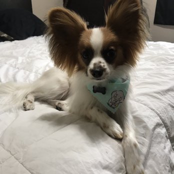 Wagging Tails Pet Resort - Pet Sitting Near Me - Tempe, Arizona