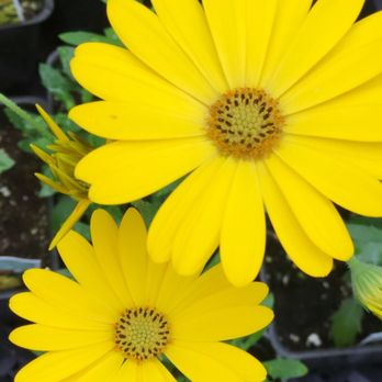 Perennial Gardens - Home & Garden Near Me - Chugiak, Alaska