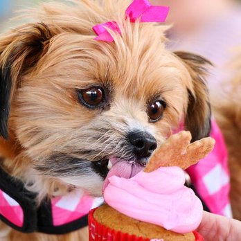 Spoiled Pups Bakehouse - It's a pup party!!!! Especially when there is SpoiledPups fresh baked party treats and cakes!! - Pet Stores Near Me - New Westminster, British Columbia Spoiled Pups Bakehouse - It's a pup party!!!! Especially when there is SpoiledPups fresh baked party treats and cakes!! - Pet Stores Near Me - New Westminster, British Columbia