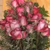 Pioneer Floral & Greenhouse gift card