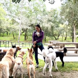 Sonoma County Dogs - We like to hike!