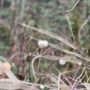 Photo of Coal Creek Falls Trail