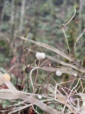 Coal Creek Falls Trail
