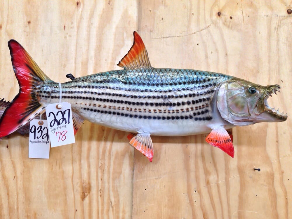 BIG GAME TROPHY MOUNT & WESTERN AUCTION Updated September 2024 108 Photos 1 Amon Carter