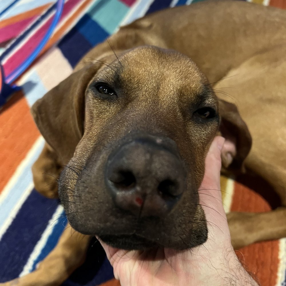 Tail Waggin' Ranch - Lacerations on nose - Pet Sitting Near Me - Bozeman, Montana Tail Waggin' Ranch - Lacerations on nose - Pet Sitting Near Me - Bozeman, Montana