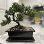 Photo of Sunshine Miniature Trees