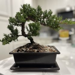 Sunshine Miniature Trees - MEET YOSHI!
