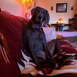 Angels Among Us Veterinary Services - Sky loves her new vet family