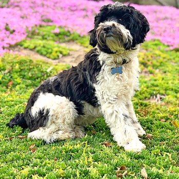 Domino Schnoodles - Pet Breeders Near Me Domino Schnoodles - Pet Breeders Near Me