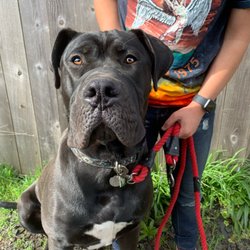 Walk My Doggo - Big boys are welcome too!