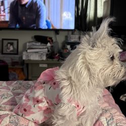 Bow Wow Boutique - Sassy before