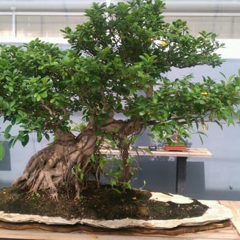 Brooklyn Botanic Garden - Botanical Gardens Near Me - Brooklyn, New York