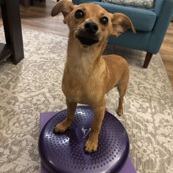 Dog Training By Lola - Doing his training exercises recommended by Lola! - Pet Training Near Me Dog Training By Lola - Doing his training exercises recommended by Lola! - Pet Training Near Me