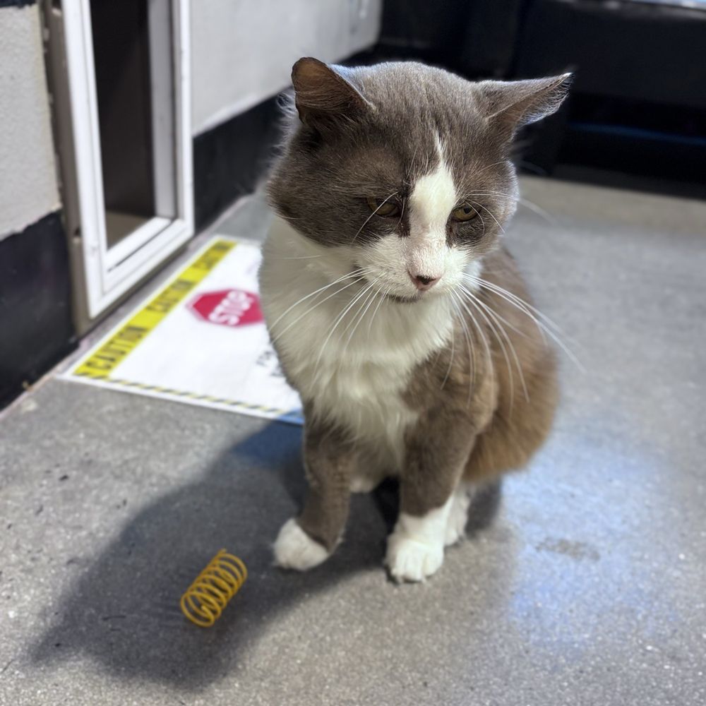Orlando Cat Cafe - Animal Shelters Near Me - Clermont, Florida