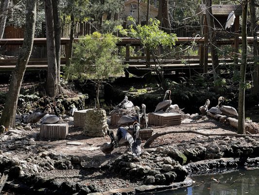 Ellie Schiller Homosassa Springs Wildlife State Park by null