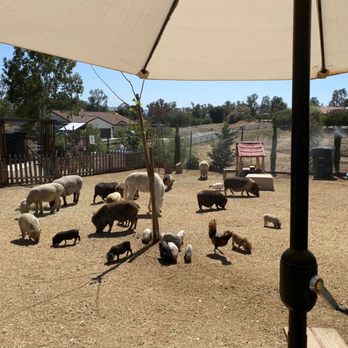 SoCalMiniPigs - Pet Breeders Near Me - Valley Center, California SoCalMiniPigs - Pet Breeders Near Me - Valley Center, California