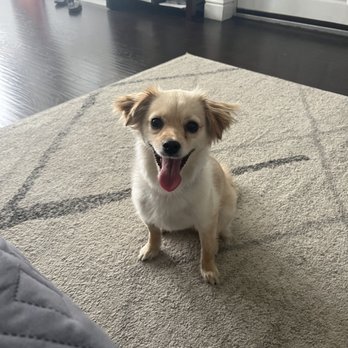 Rogue K9 Academy - Today: Happy, confident, obedient, and trusts mommy and daddy! - Pet Training Near Me Rogue K9 Academy - Today: Happy, confident, obedient, and trusts mommy and daddy! - Pet Training Near Me