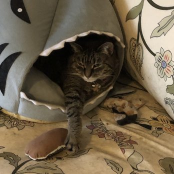 Wolfchase Animal Hospital - My cat in her shark cave. - Veterinarians Near Me - Memphis, Tennessee Wolfchase Animal Hospital - My cat in her shark cave. - Veterinarians Near Me - Memphis, Tennessee