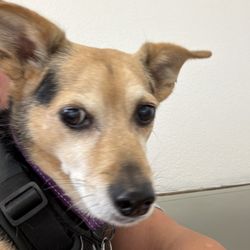 El Cajon Valley Veterinary Hospital - My Big Boy "Dave"