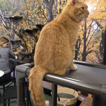 MeowTown Cat Lounge - Pet Adoption Near Me - McLean, Virginia
