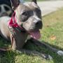 Photo of Packman to the Rescue, K9 Solutions & Coaching