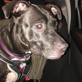 Eclipse Specialty and Emergency Pet Care - Girlie girl - Emergency Pet Hospital Near Me - Whippany, New Jersey