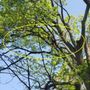 Photo of Roman Tree Services