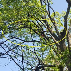 Roman Tree Services