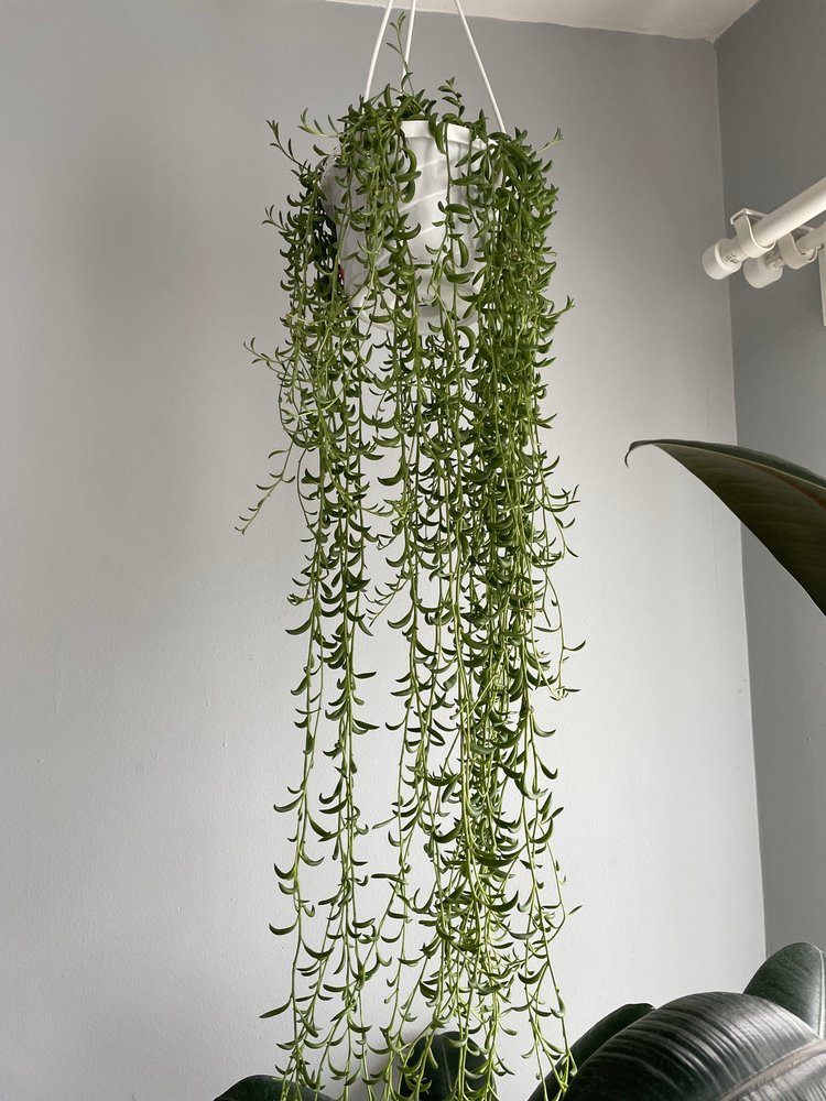 ERICA’S FLOWER SHOP Updated September 2024 11 Photos & 11 Reviews 1013 Castle Hill Ave