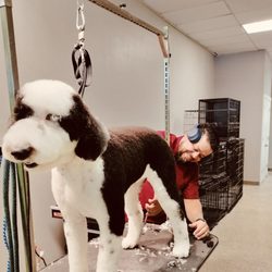 Mobile Grooming Salon Vegas Grooming Petsmart Grooming Service