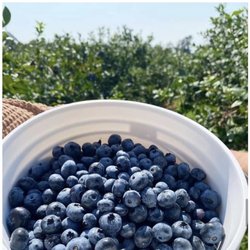 Klug’s Blueberry Farm - Blueberries