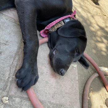 Happy-Go-Luna - This is Kumo after today's final session/play date with Kai! - Pet Training Near Me