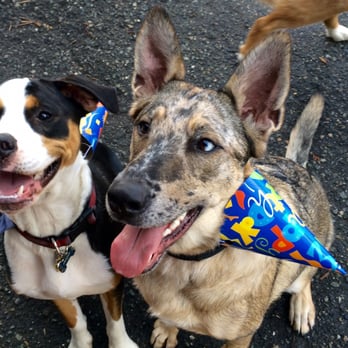 Dogwood Play Park - Jackson and dingo at Jacksons birthday party! Best birthday place! - Dog Parks Near Me - Seattle, Washington Dogwood Play Park - Jackson and dingo at Jacksons birthday party! Best birthday place! - Dog Parks Near Me - Seattle, Washington