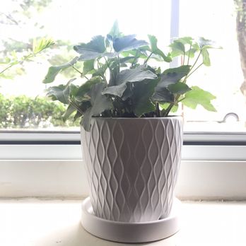 Ginkgo Gardens - My new English ivy plant and pot :) - Nurseries & Gardening Near Me - Washington, DC, District of Columbia Ginkgo Gardens - My new English ivy plant and pot :) - Nurseries & Gardening Near Me - Washington, DC, District of Columbia