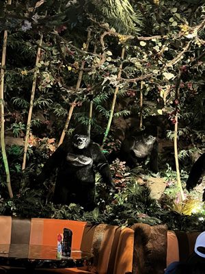 Rainforest Cafe by null