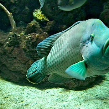 Seattle Aquarium - Big friendly fish - Aquariums Near Me - Seattle, Washington Seattle Aquarium - Big friendly fish - Aquariums Near Me - Seattle, Washington