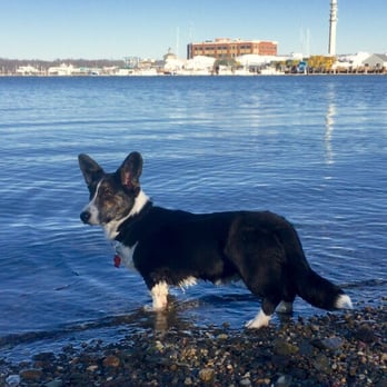 Stodder's Neck  - Cecil's first day at stodder - Parks Near Me - Hingham, Massachusetts