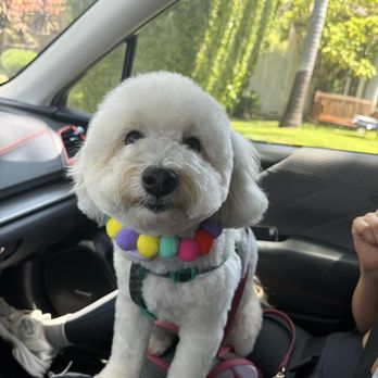Mishka Grooming - love the little pom pom collar they gave her! super cute - Pet Groomers Near Me - Beverly Hills, California Mishka Grooming - love the little pom pom collar they gave her! super cute - Pet Groomers Near Me - Beverly Hills, California