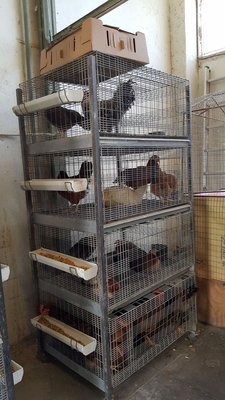 john's feed & pet supplies