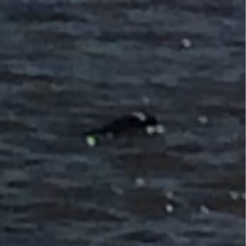 Vallejo Waterfront Park - Sea Lion swimming at the water front. 08/26/14 - Parks Near Me - Vallejo, California
