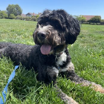 Pupmont - Pet Boarding Near Me - San Mateo, California Pupmont - Pet Boarding Near Me - San Mateo, California