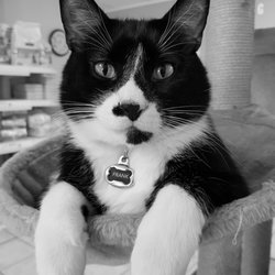 Bytown Cat Hospital