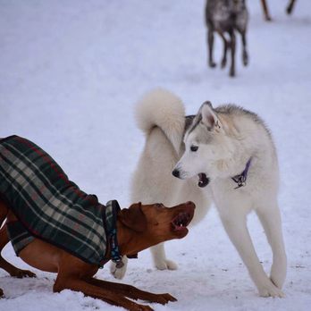 Love Us and Leave Us - Play bows daily! - Dog Walkers Near Me - Pittsfield, Massachusetts Love Us and Leave Us - Play bows daily! - Dog Walkers Near Me - Pittsfield, Massachusetts